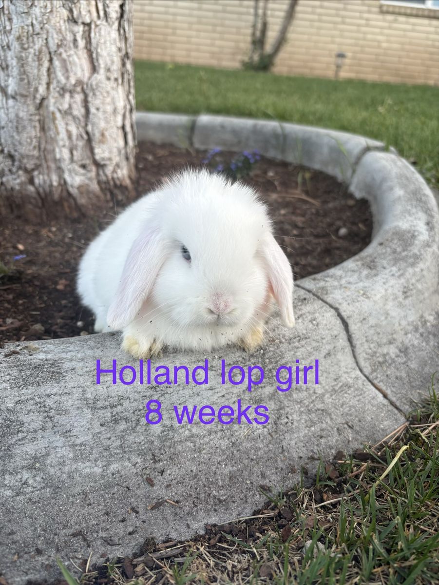 Adorable 8-Week-Old White Holland Lop Girl