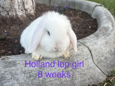Adorable 8-Week-Old White Holland Lop Girl