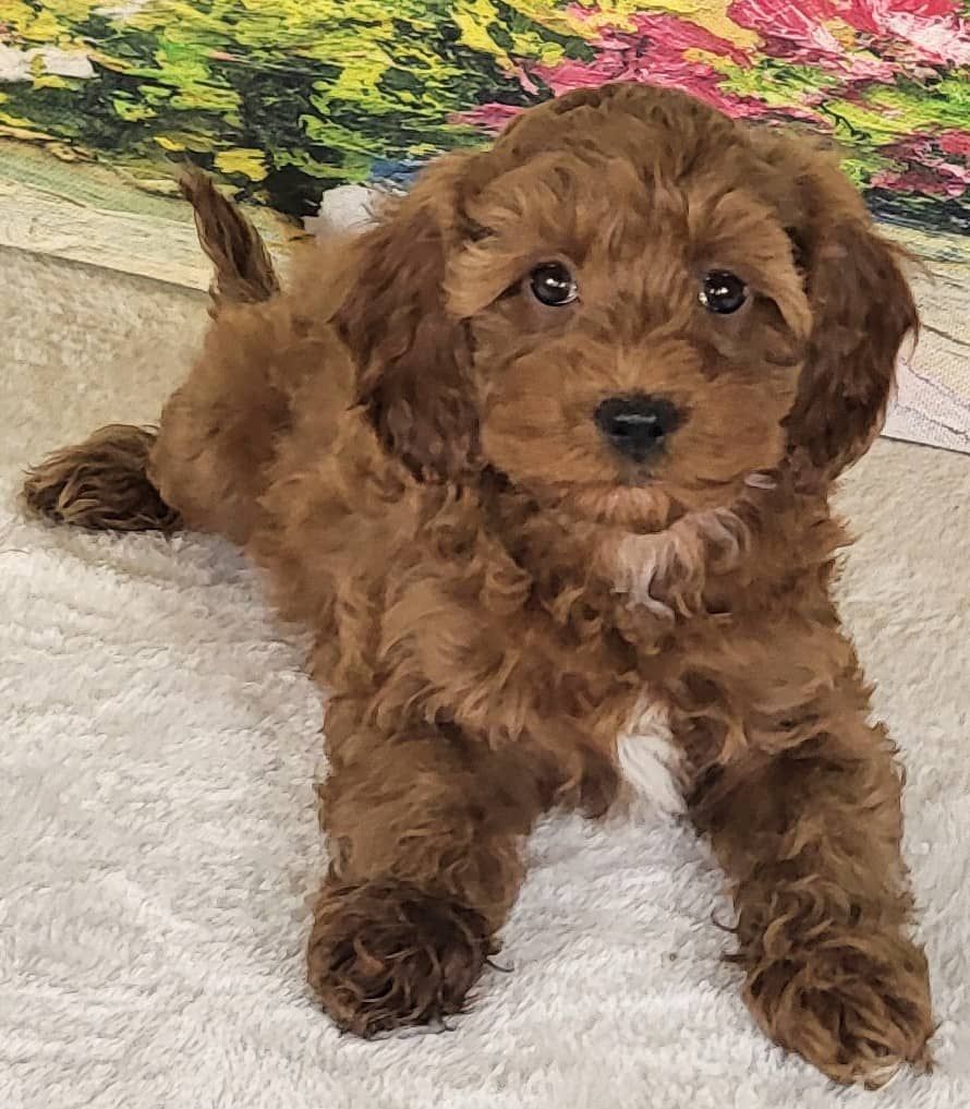 Girl Noli – Micro Mini Goldendoodle $2200