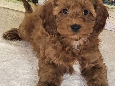 Girl Noli – Micro Mini Goldendoodle $2200