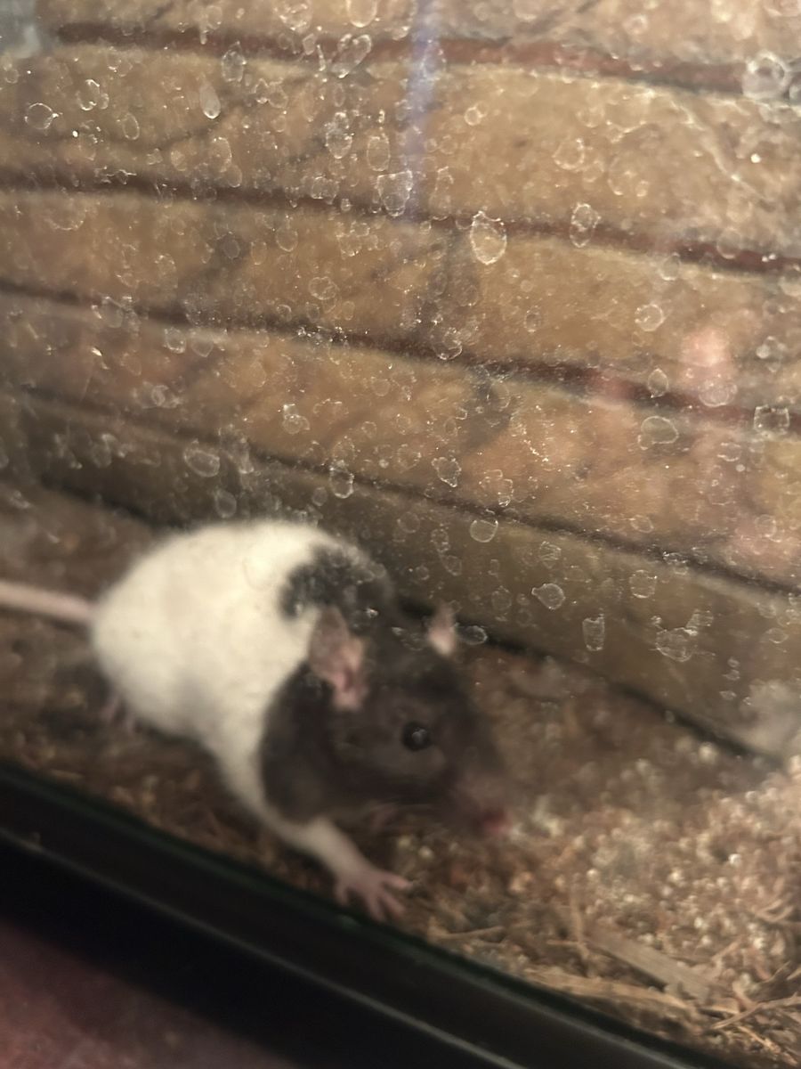 Rat