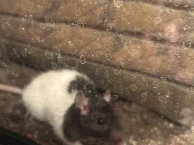 Rat