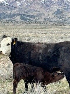 3 Young Cows. Three in one Package