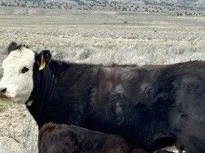 3 Young Cows. Three in one Package