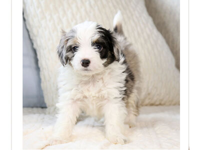 Micro Australian Mountain Doodle Puppies