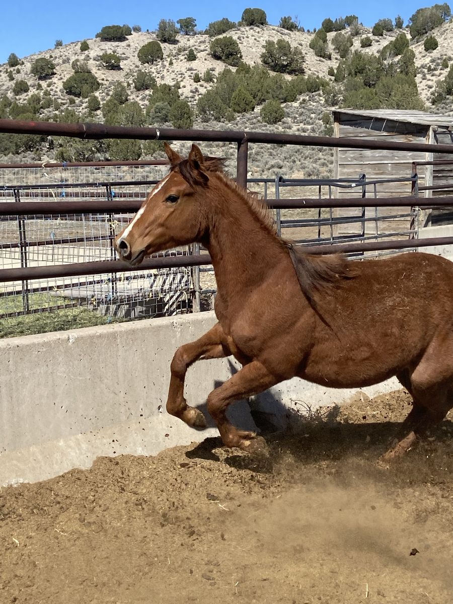 AQHA sorrel filly