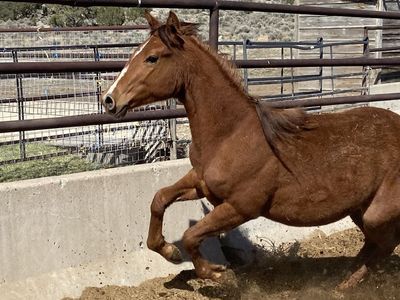 AQHA sorrel filly
