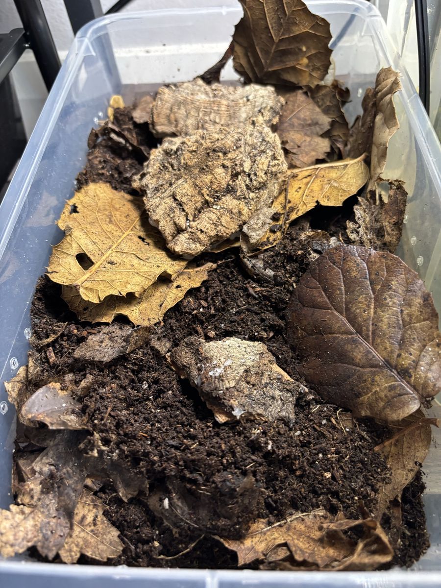 dwarf Whire Isopods Culture