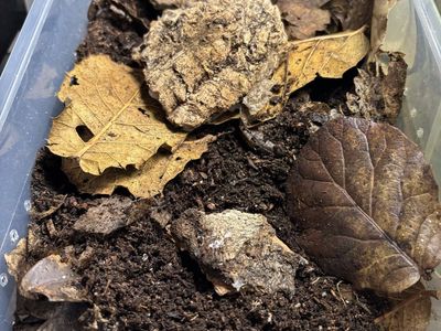 dwarf Whire Isopods Culture