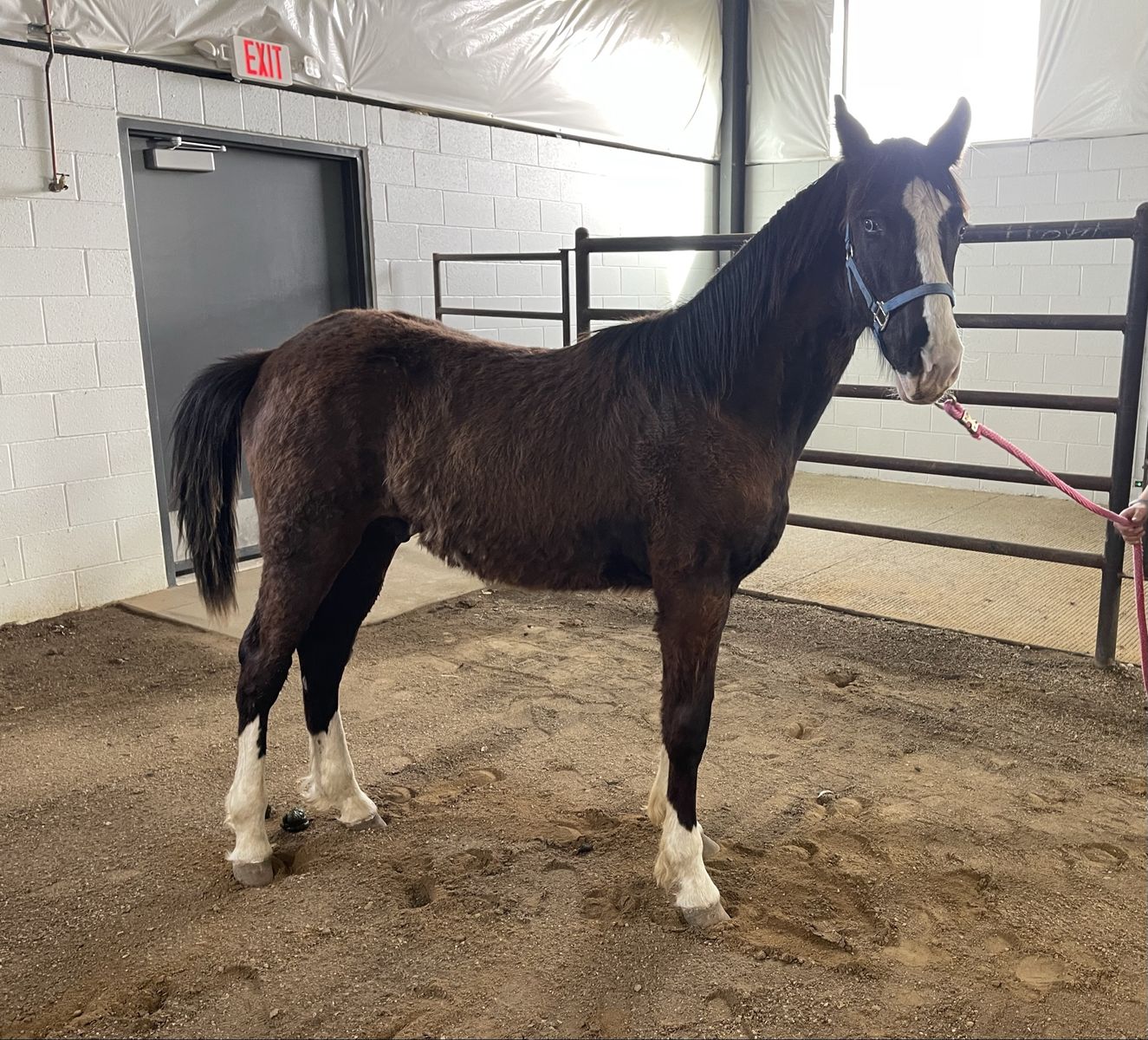 Registered Fox Trotter Colt/Foxtrotter