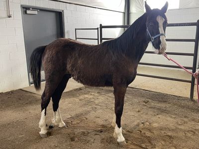 Registered Fox Trotter Colt/Foxtrotter