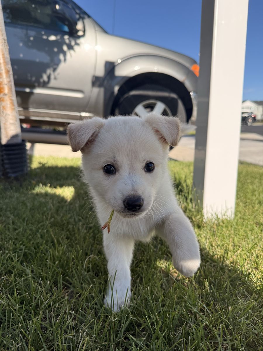 Border collie mix puppy