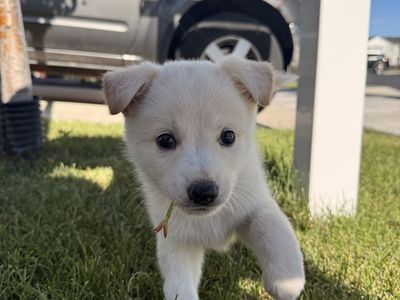 Border collie mix puppy