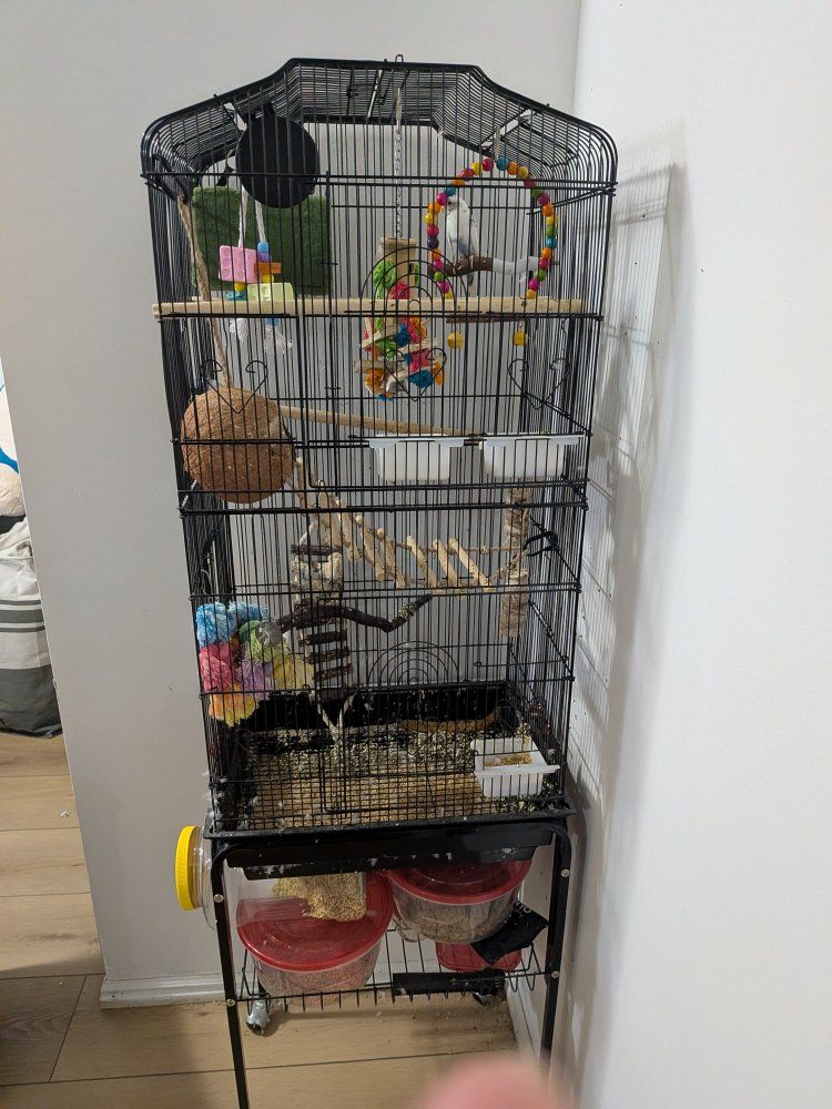 Parakeet with cage and supplies