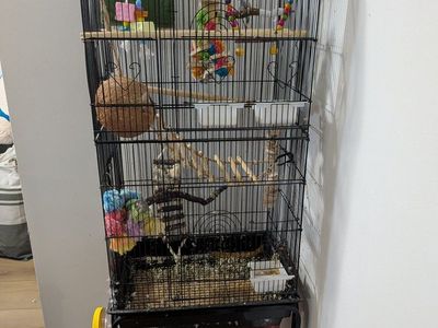Parakeet with cage and supplies