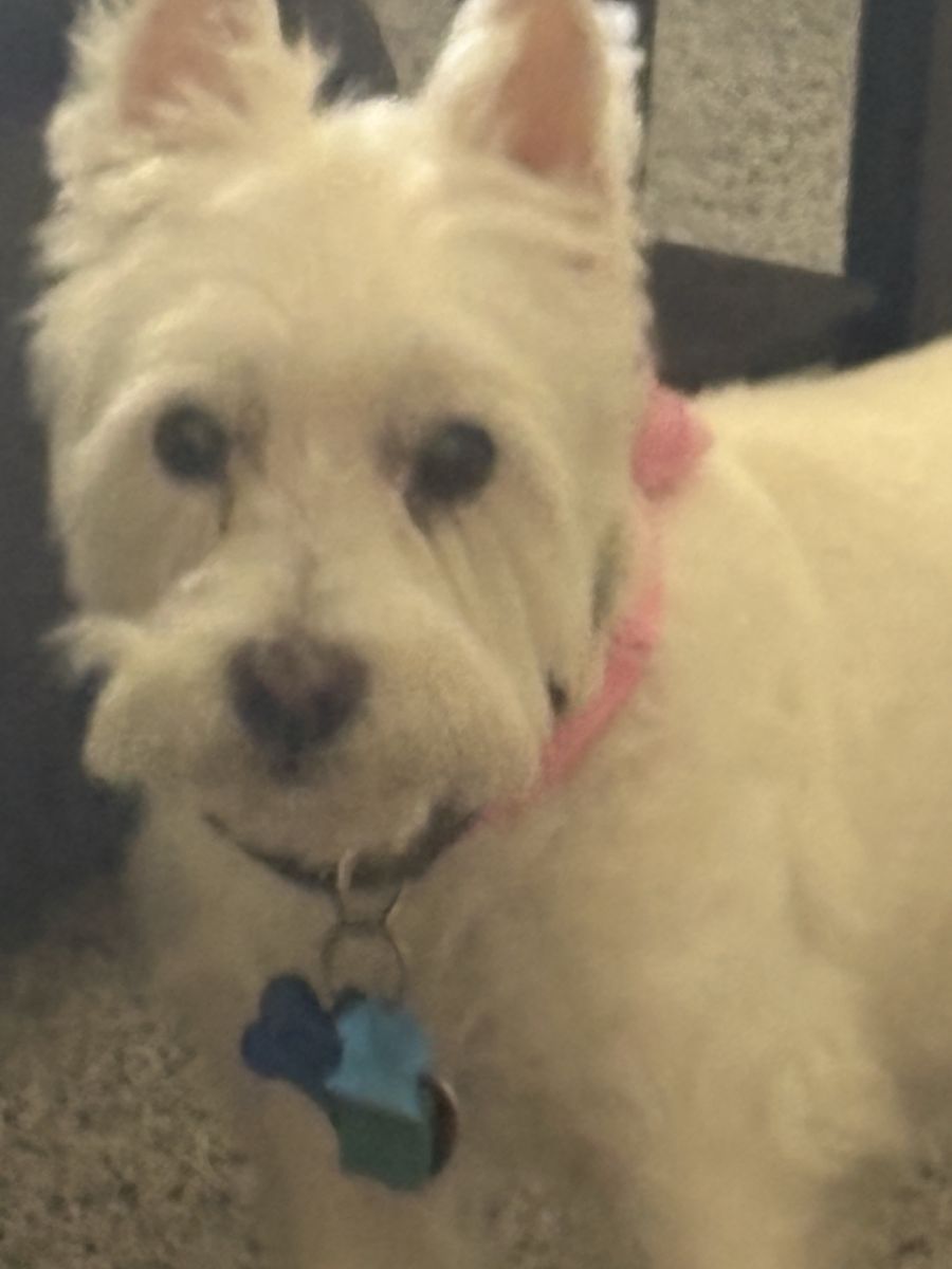 Cute White Westie Terrier Dog Friendly Companion