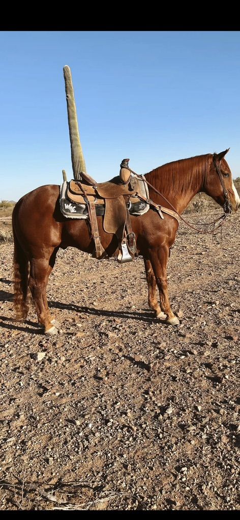 Joker  13 Year Old Heel Horse