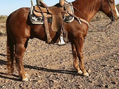 Joker 13 Year Old Heel Horse