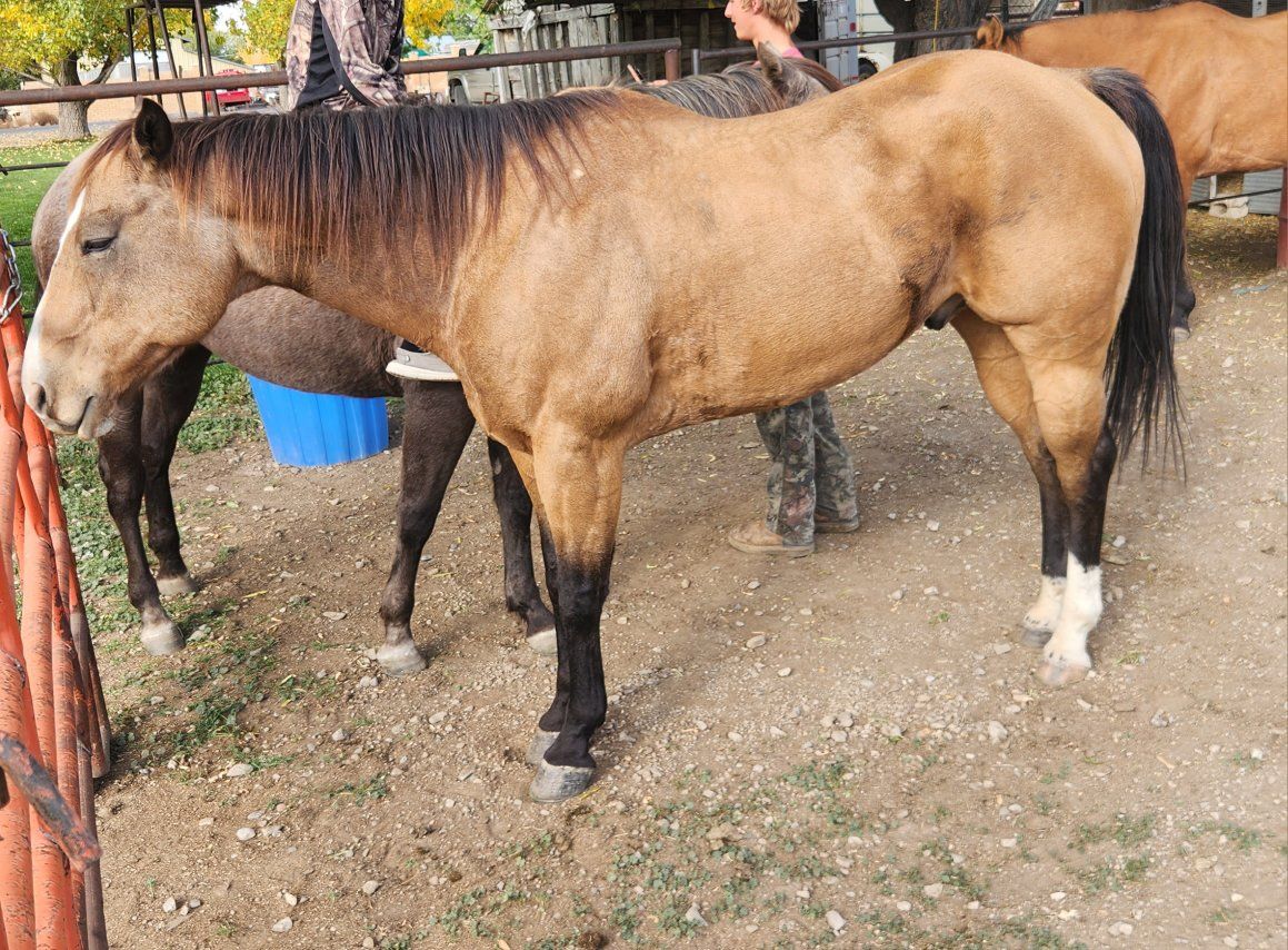 14 year old gelding