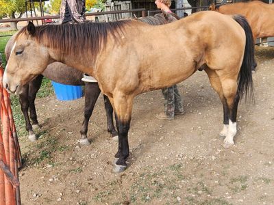 14 year old gelding