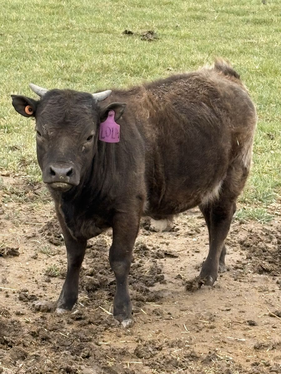 Mini Highland heifer