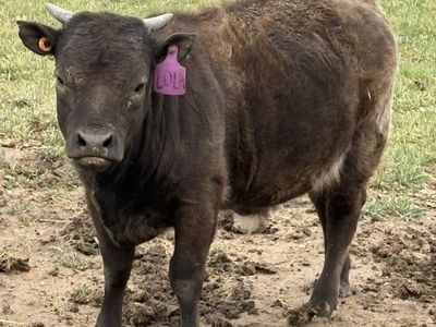 Mini Highland heifer