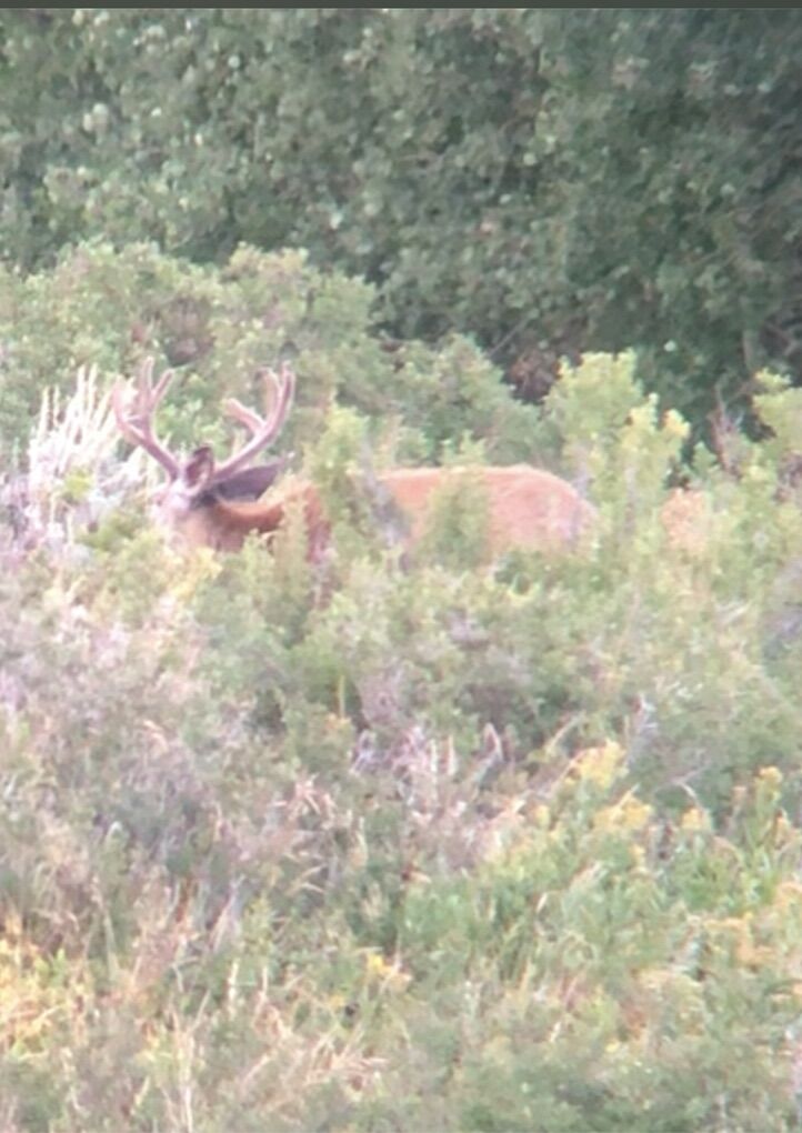 ISO Private Land For Hunting Rights