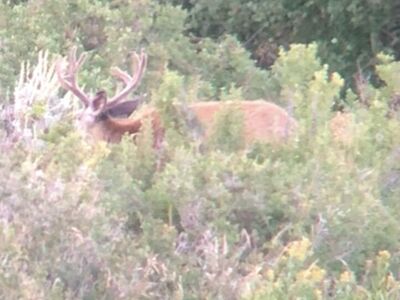 ISO Private Land For Hunting Rights