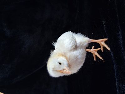 Sexed Pullets Currently Available
Check descriptio