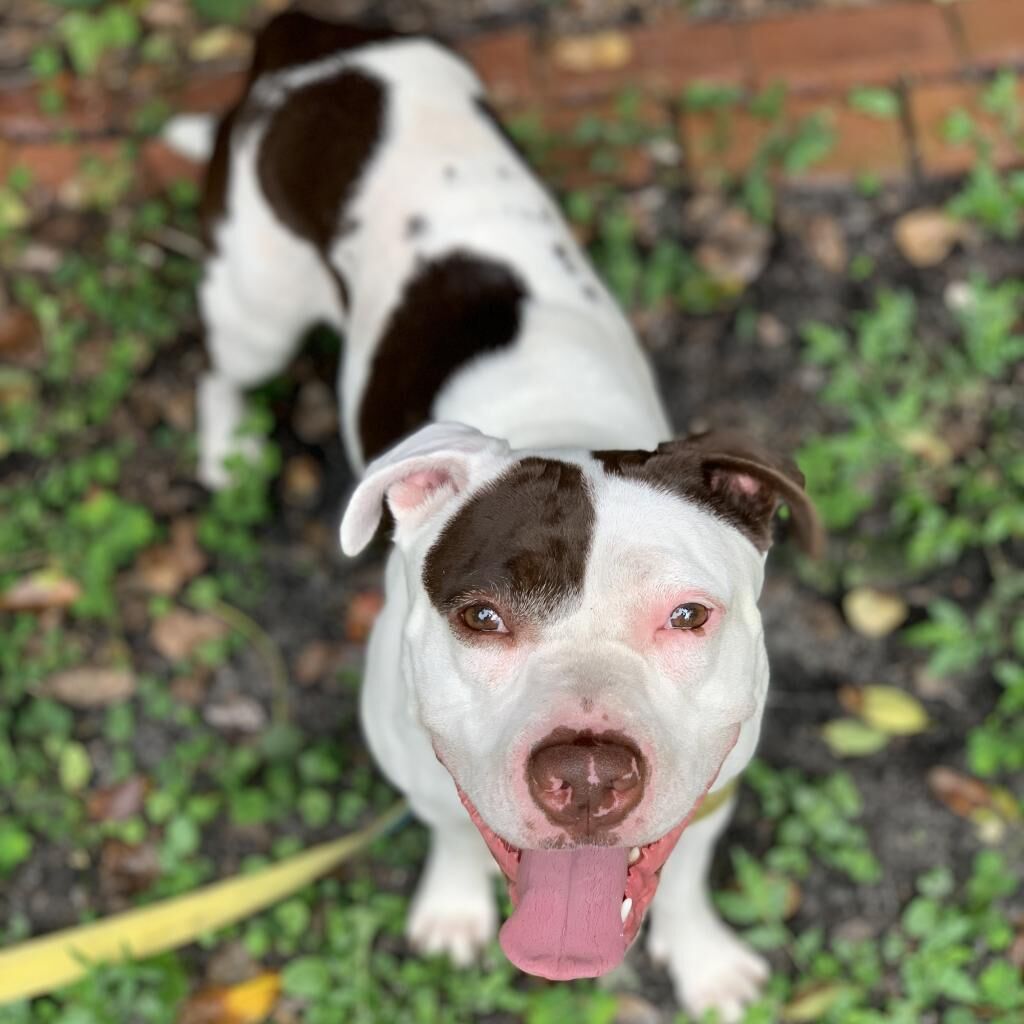 Hello my name is Volcano