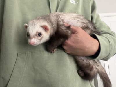 Cutest Ferrets