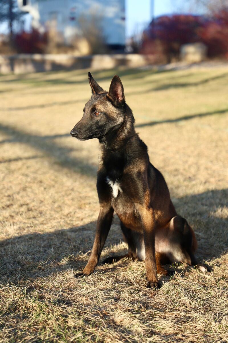 Meet Wanda — Young Malinois Ready for Her First Real Home (1 yr)