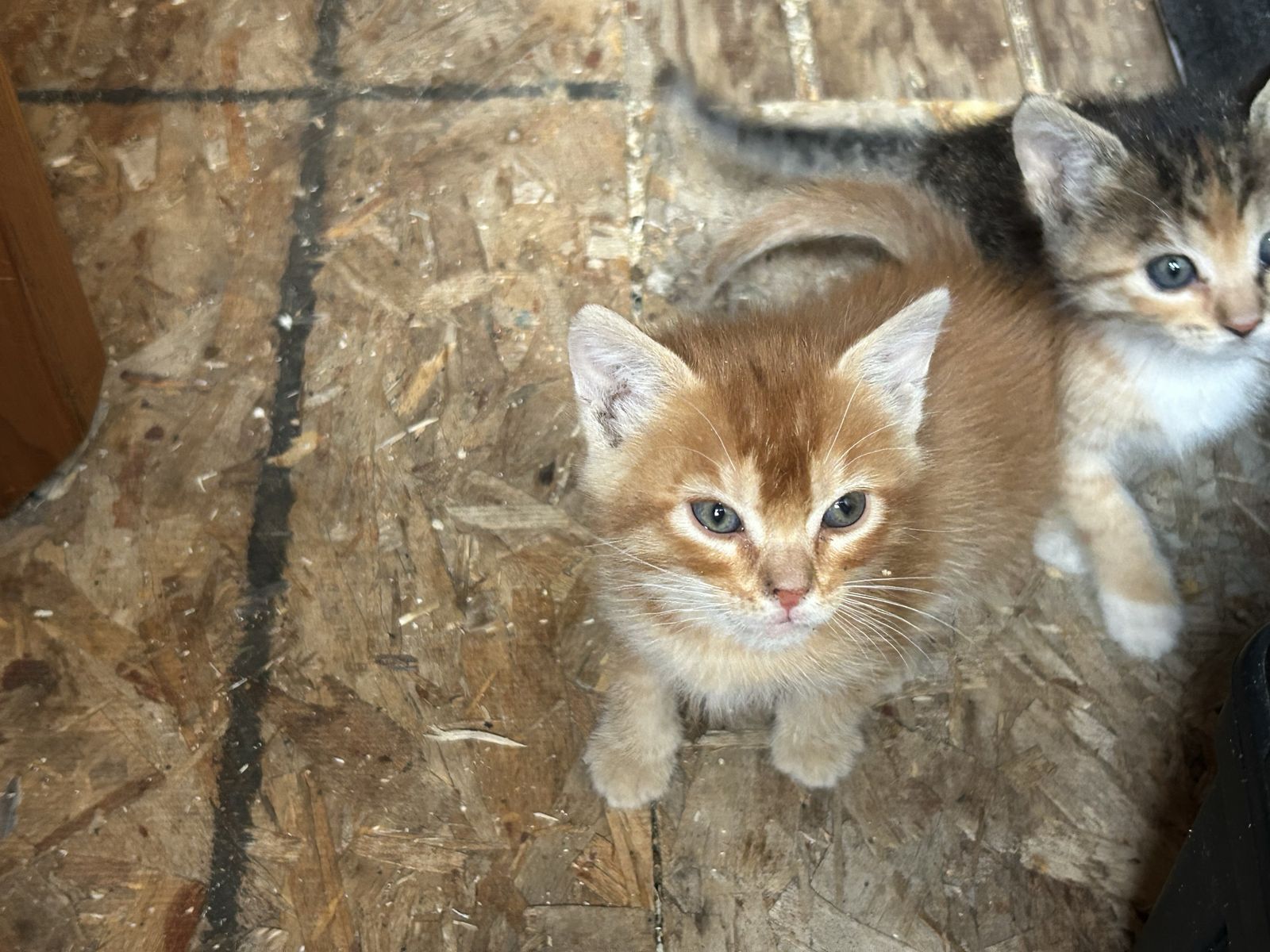 Kittens
