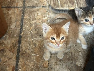 Kittens