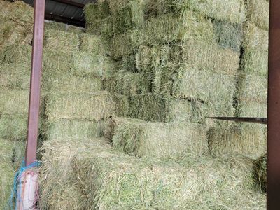 PREMIUM horse hay / Delivery services