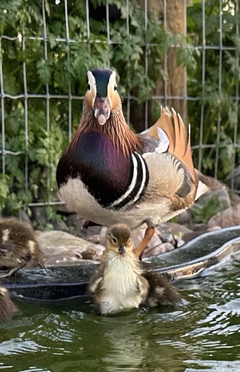 Mandarin Duck Hatching Eggs