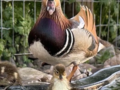 Mandarin Duck Hatching Eggs