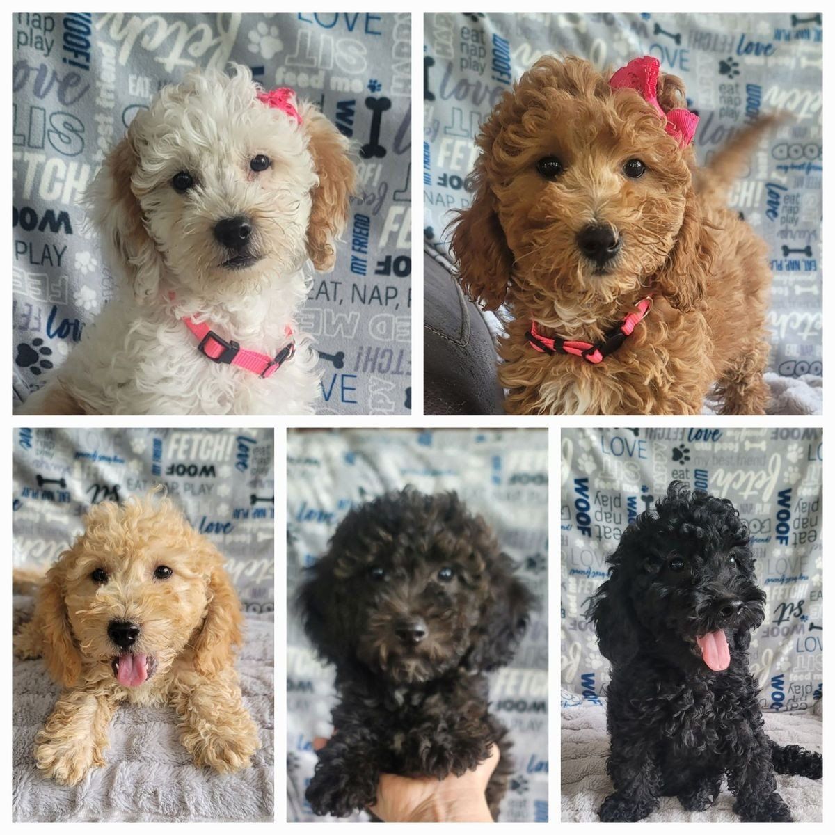 Multi generation Mini Goldendoodles