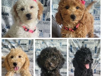 Multi generation Mini Goldendoodles