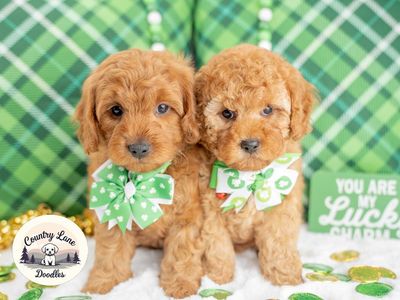 Adorable F1b Cavapoo Puppies – Ready for Their Forever Homes!