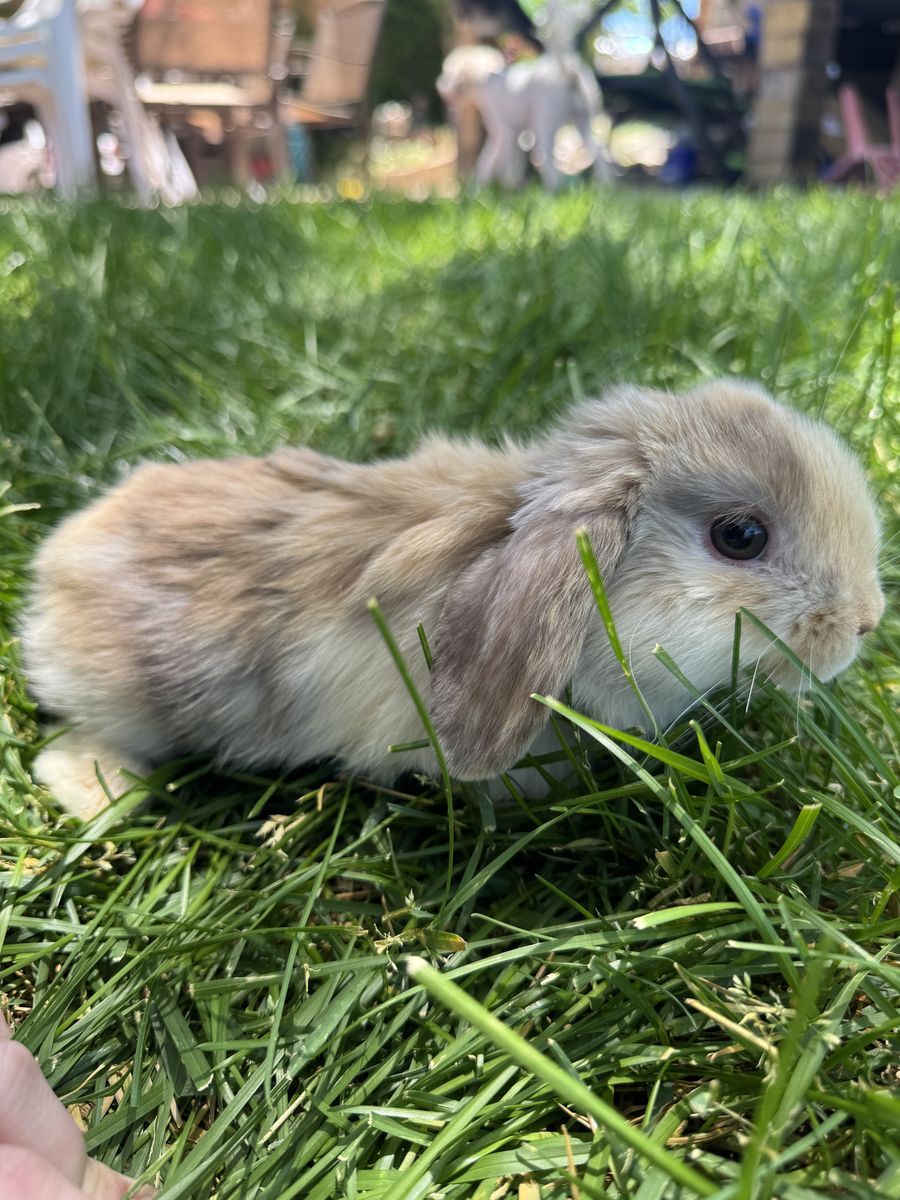 Holland Lop Bunny- Doe