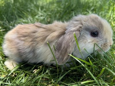 Holland Lop Bunny- Doe