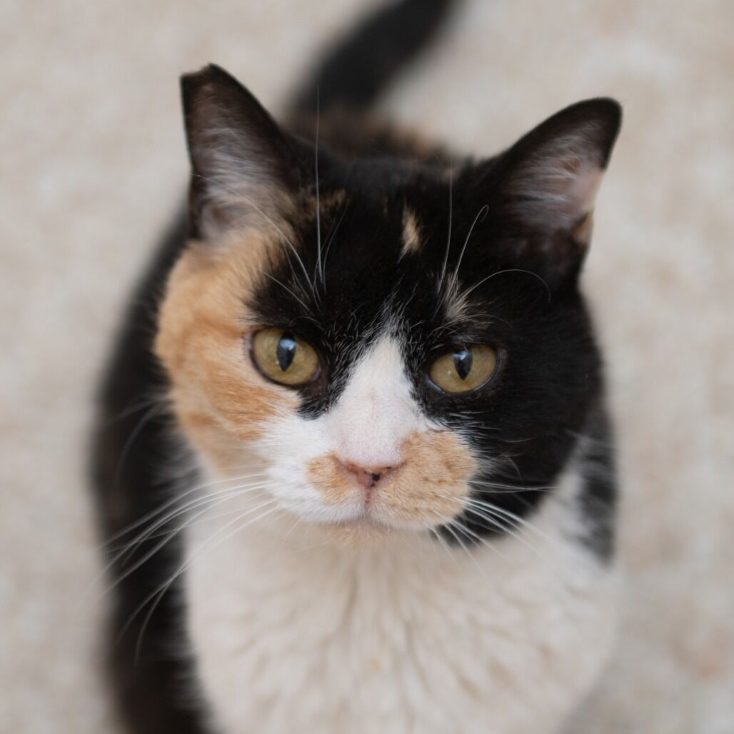 Hello my name is Carmen Sandiego