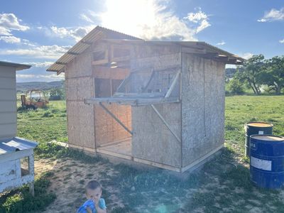 Free Pigeon Loft (2-3 Separate Loft Sections)