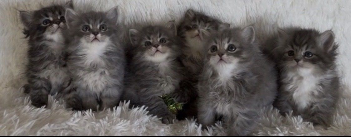 BEAUTIFUL SIBERIAN KITTENS SPECIAL 1700