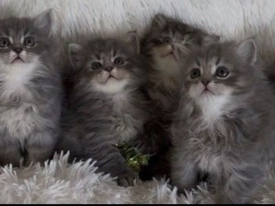BEAUTIFUL SIBERIAN KITTENS SPECIAL 1700