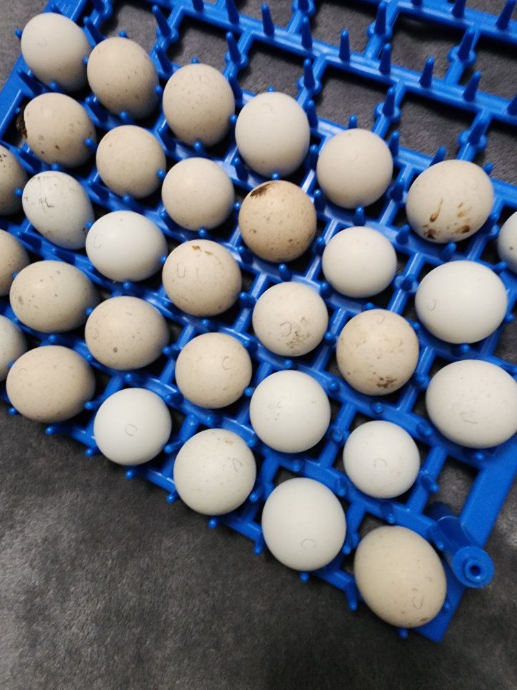 Eggs - Chukars