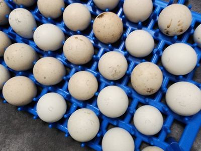 Eggs - Chukars