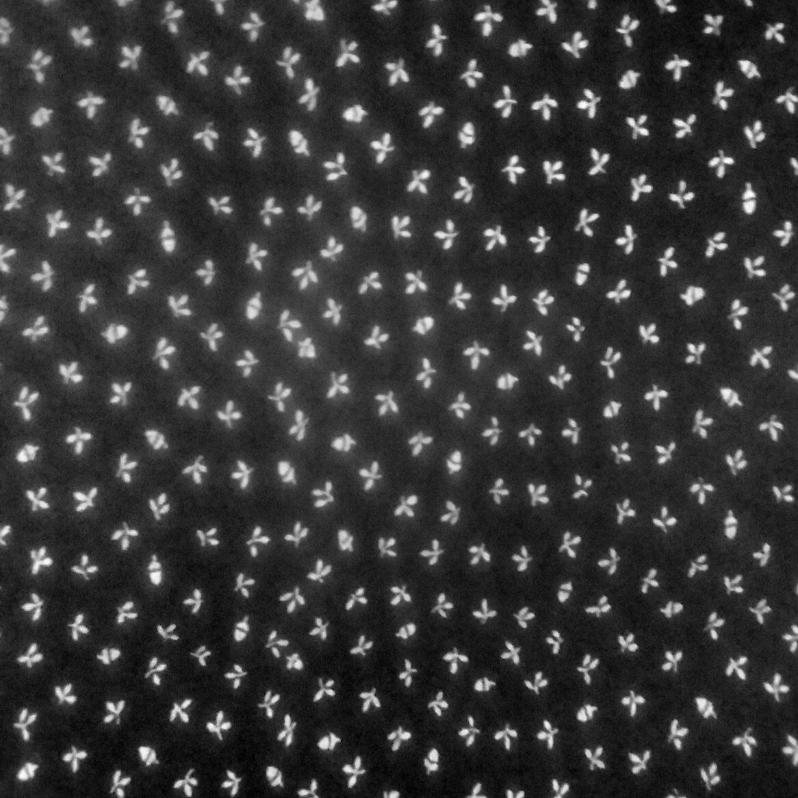 DARK BLUE DENIM,.WHITE FLORAL PATTERN.1 3/4 YD