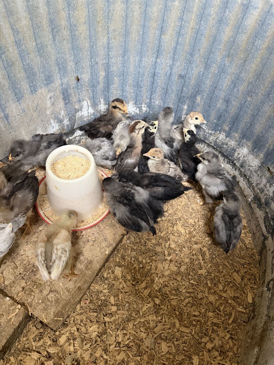 Whiting True Blue roosters